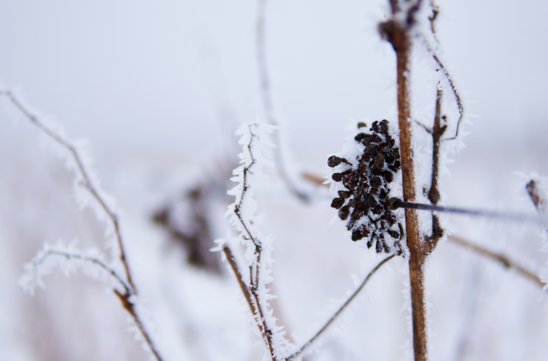 LE VIN DE GLACE, L’ACTIF CONTRE LE VIEILLISSEMENT CUTANÉ